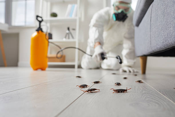 Commercial Kitchen Cockroach Control in Chisholm